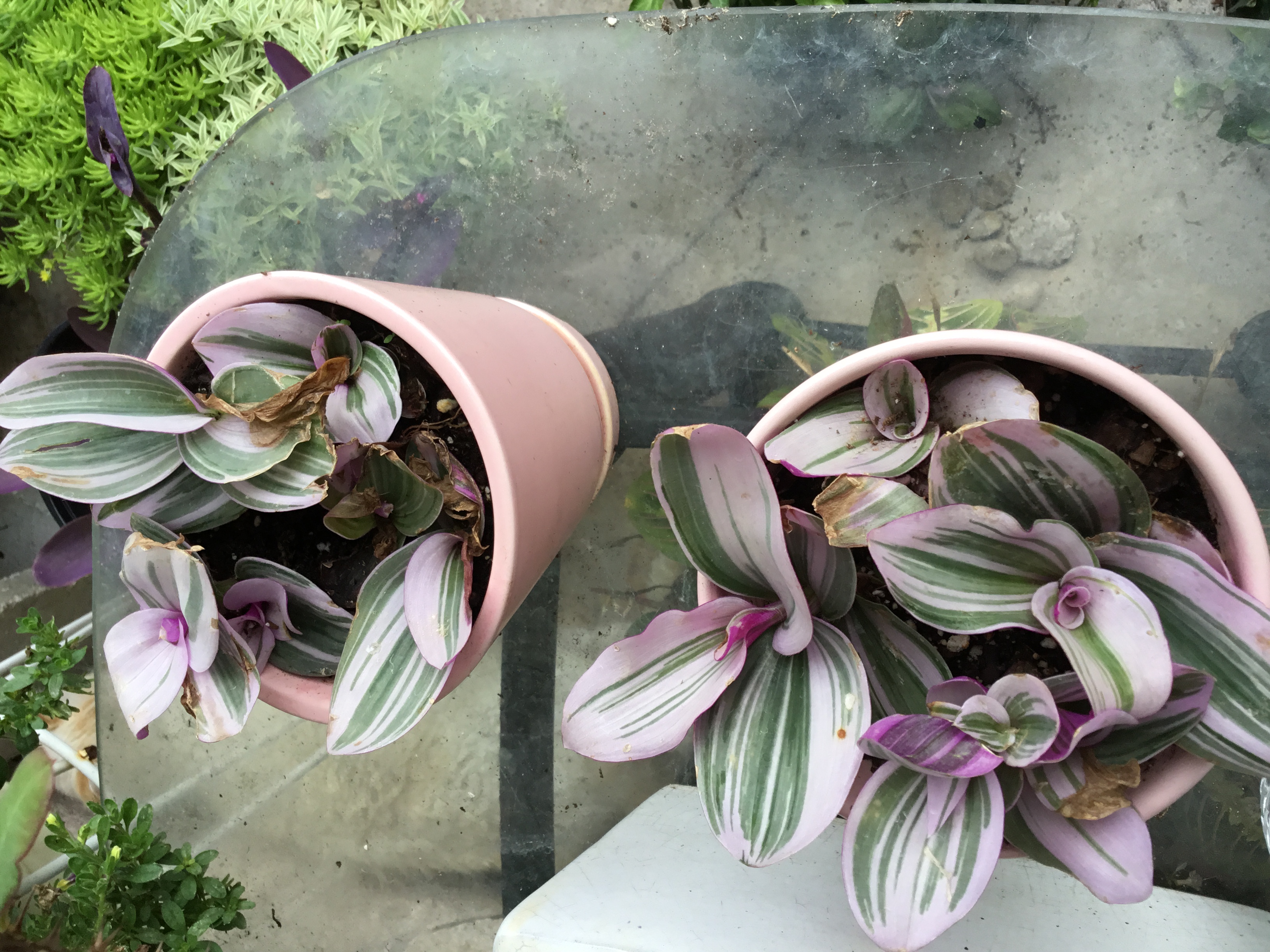 Tradescantia Zebrina Nanouk.jpg